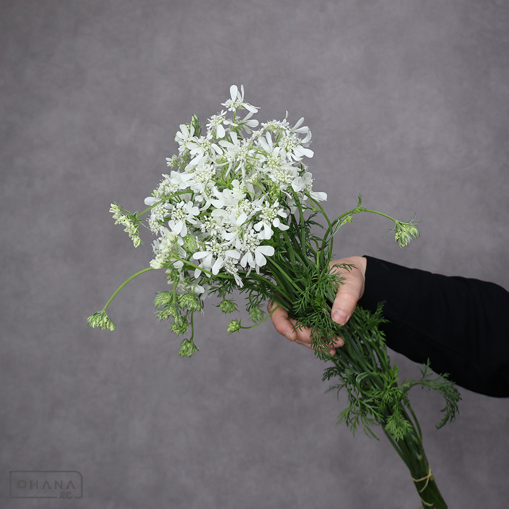 レースフラワー白　オルラヤ　ホワイトフィンチ　秀 50cm