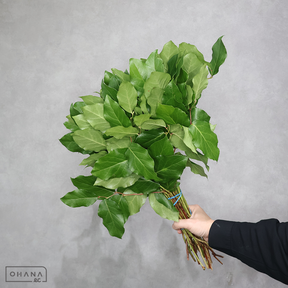 【SALE】レモンリーフ　チップス　 束　※クレーム対象外