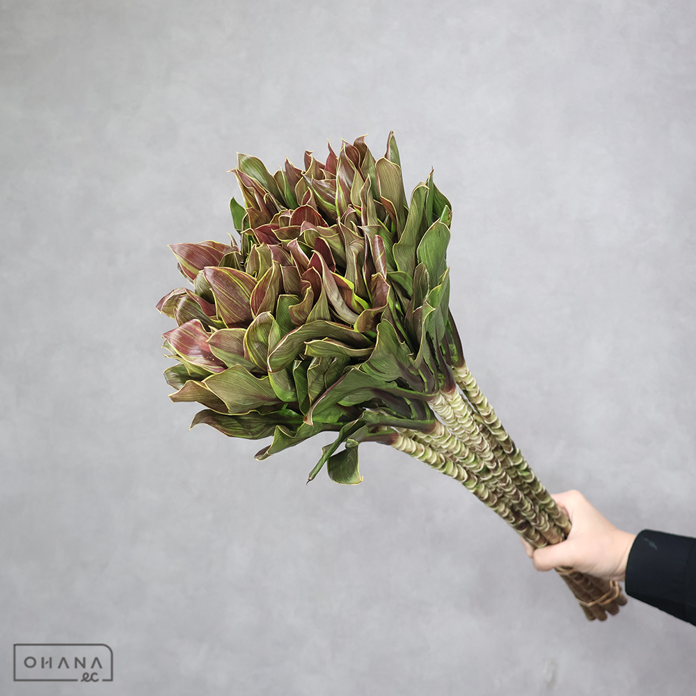 ドラセナ赤　マロンコンパクタ