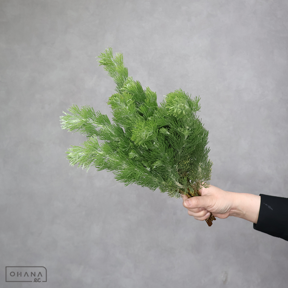 ウーリーブッシュ　 40cm ※国産