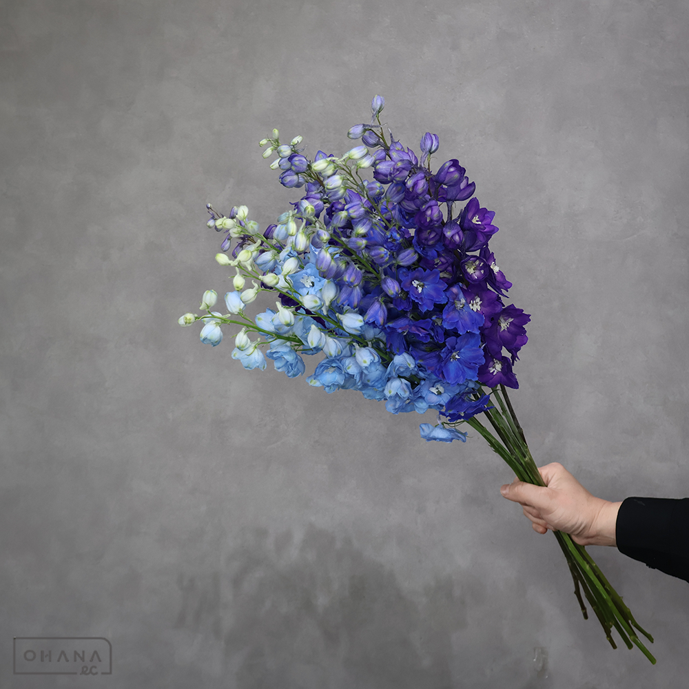 デルフィジャイアント　デルヒニューム　混合　秀 70cm