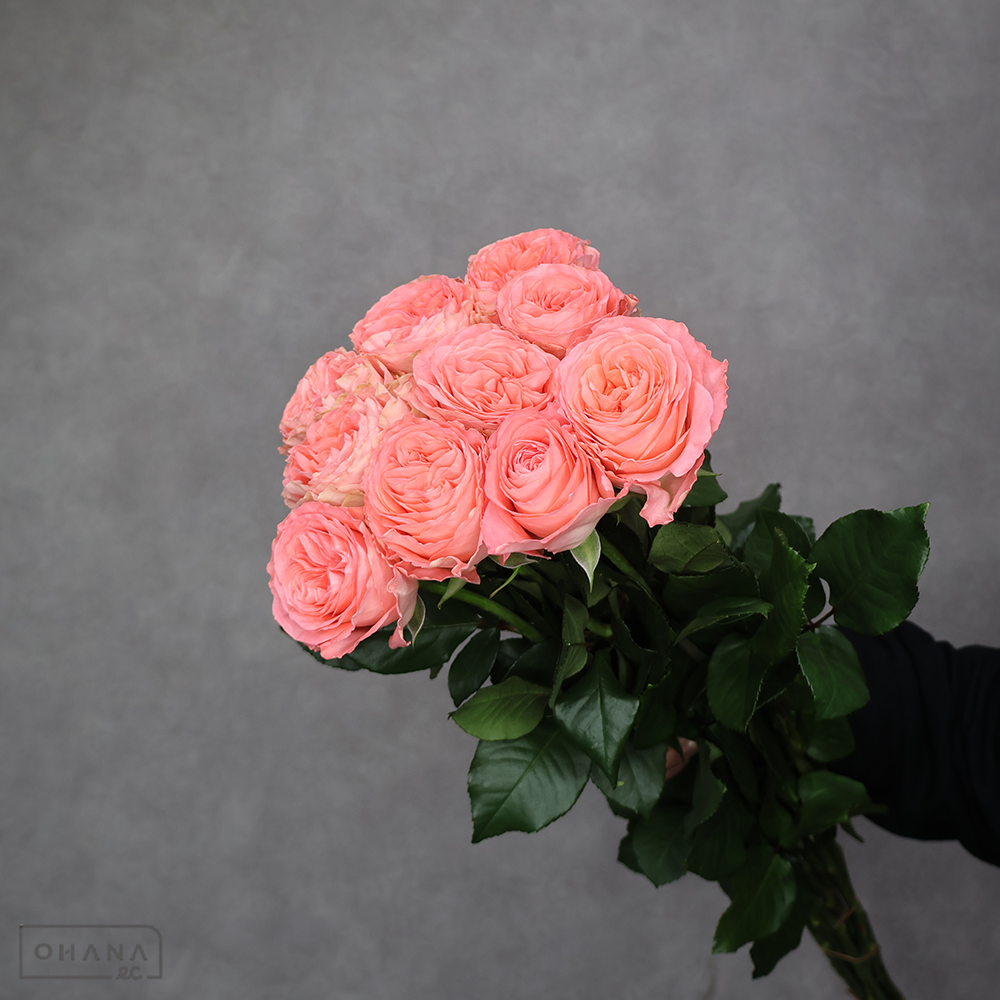 バラピンク　マルゴー ※12本束　 70-60