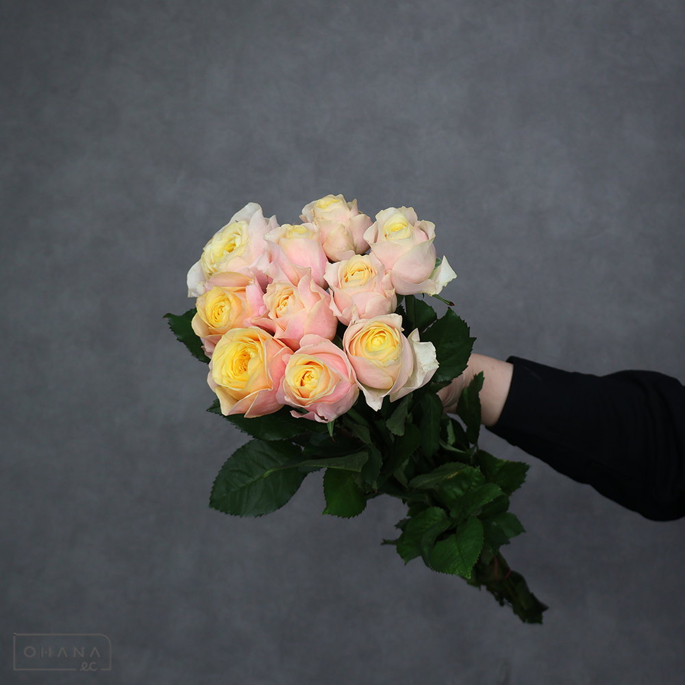 バラ複色　セントピーターズパーク　秀 50cm