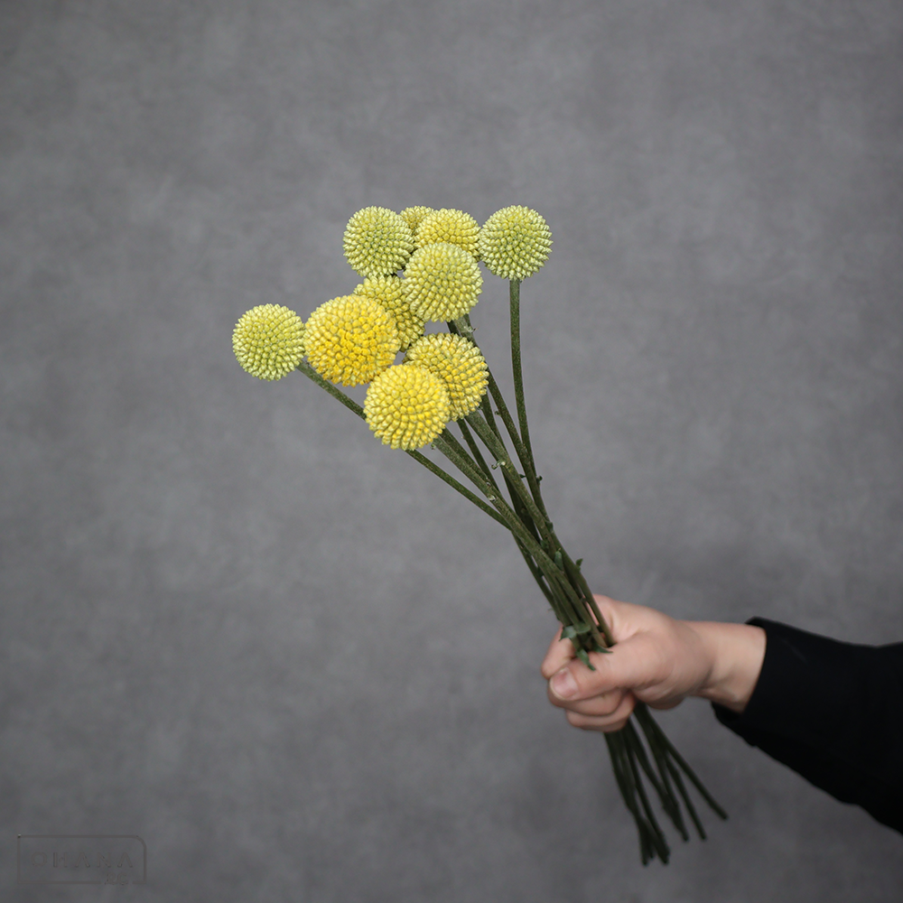 クラスペディア ゴールドスティック ※12本束　秀 60cm