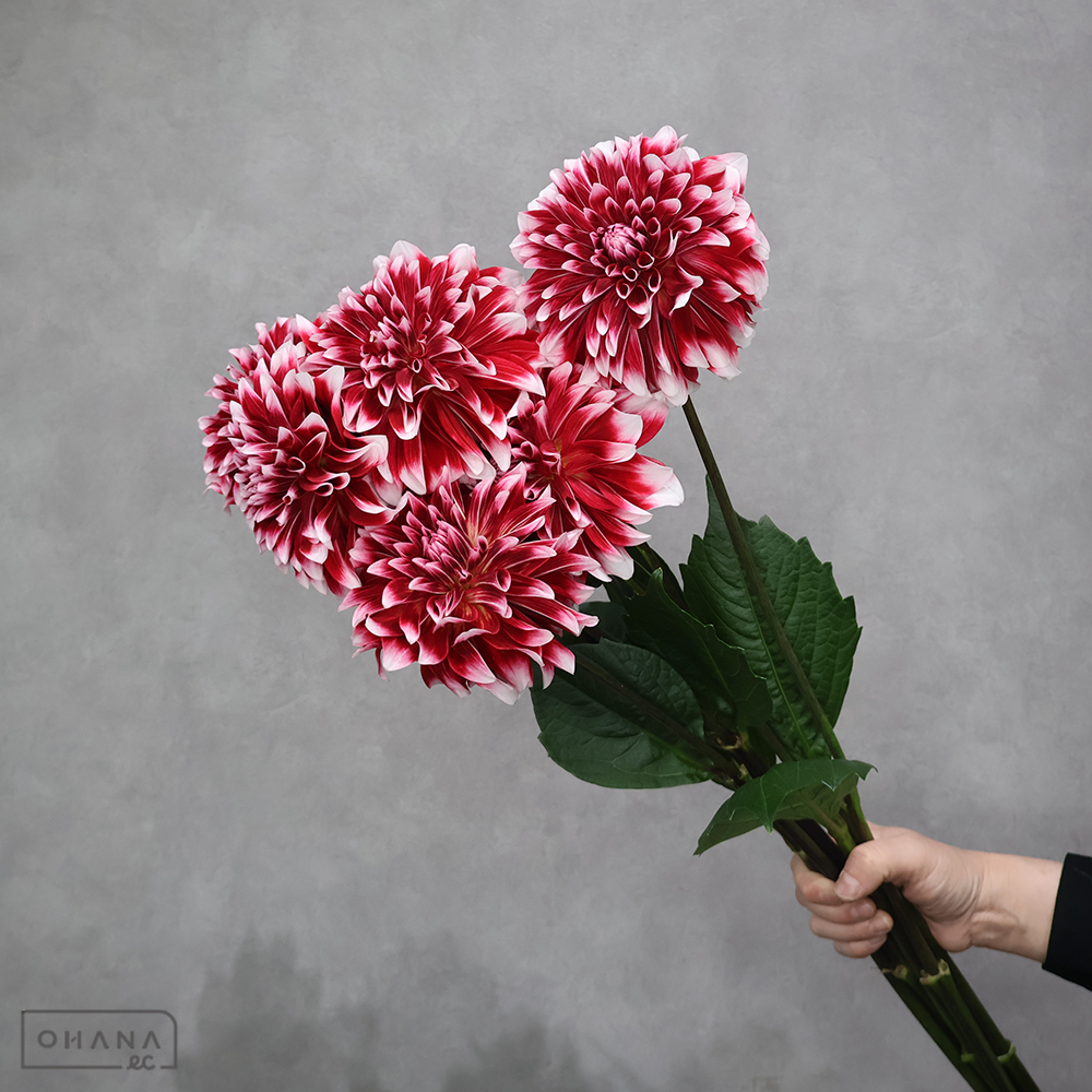 ダリア複色　ロダン　秀優 60cm ※7本束