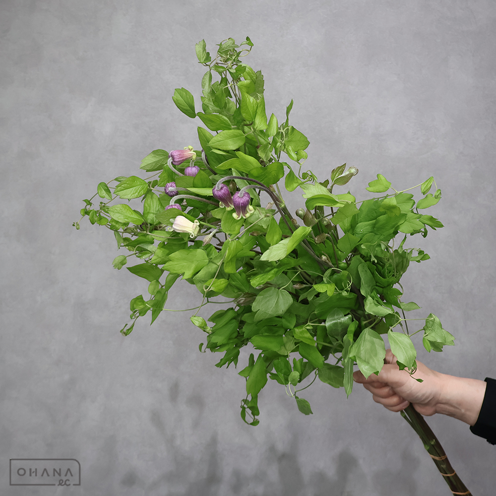 ベルテッセン　紫 あやめの君