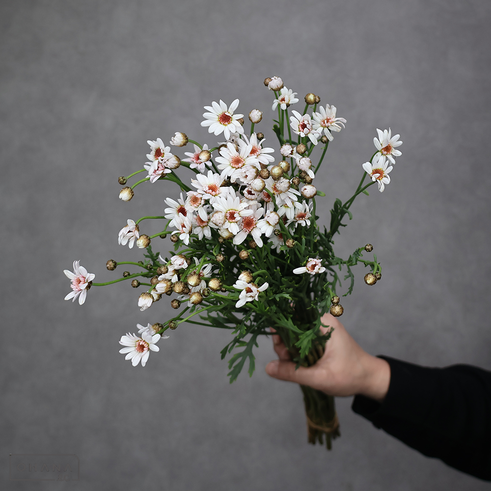 マーガレット　　カシスドリーム 50cm