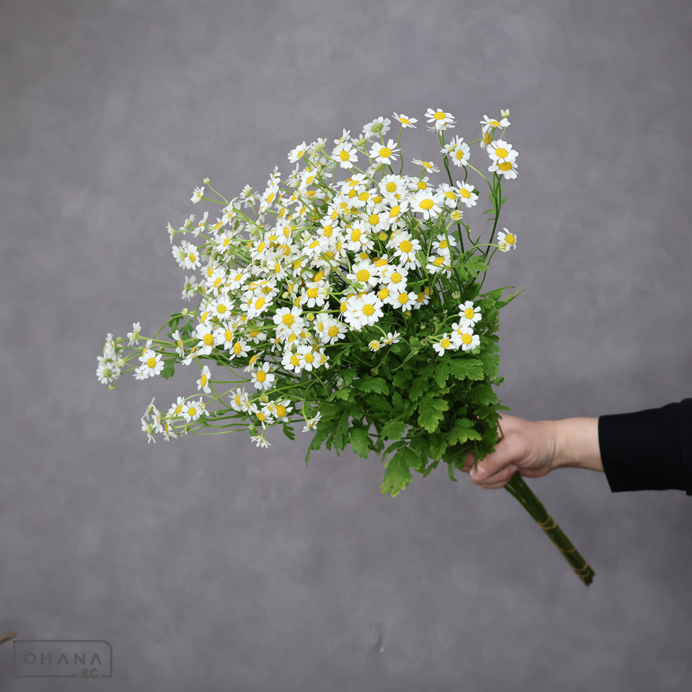 マトリカリア白　シングルペグモ　2L 70cm