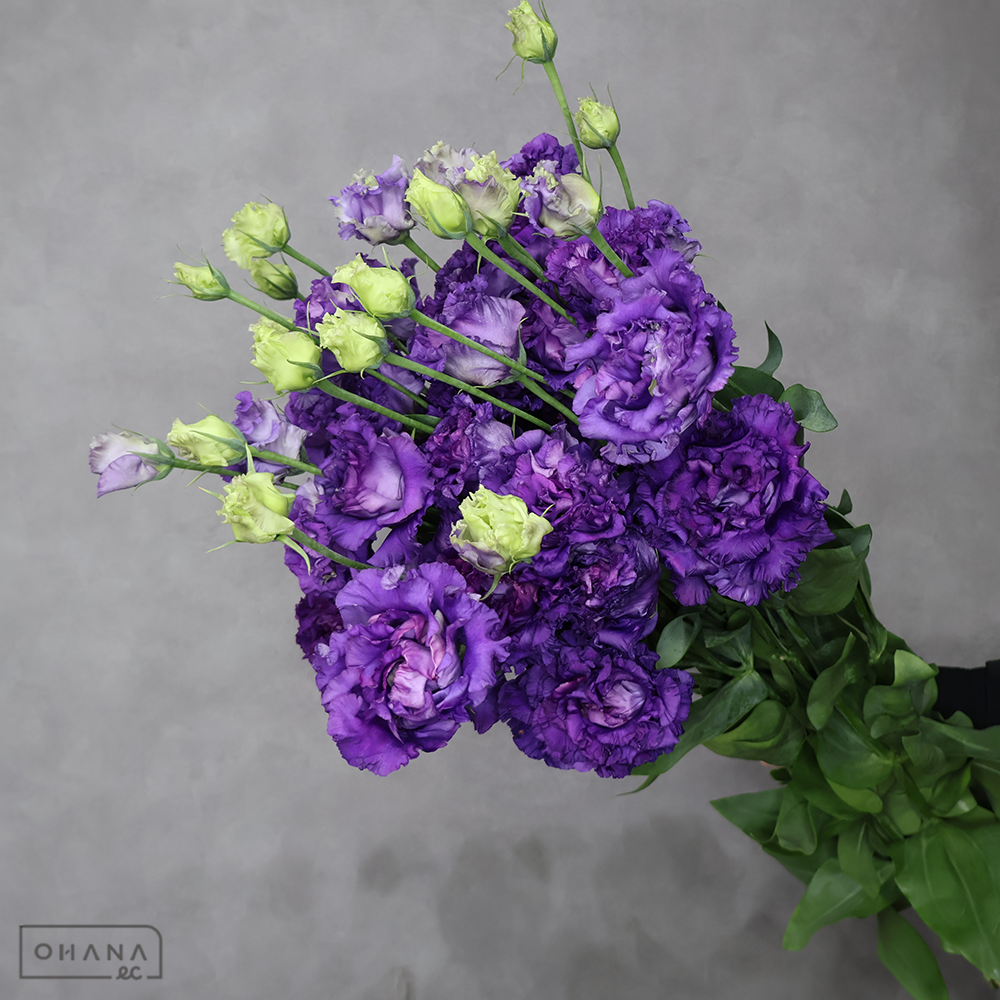 トルコキキョウ　ボヤージュブルー 秀 Ｌ ３輪 70cm