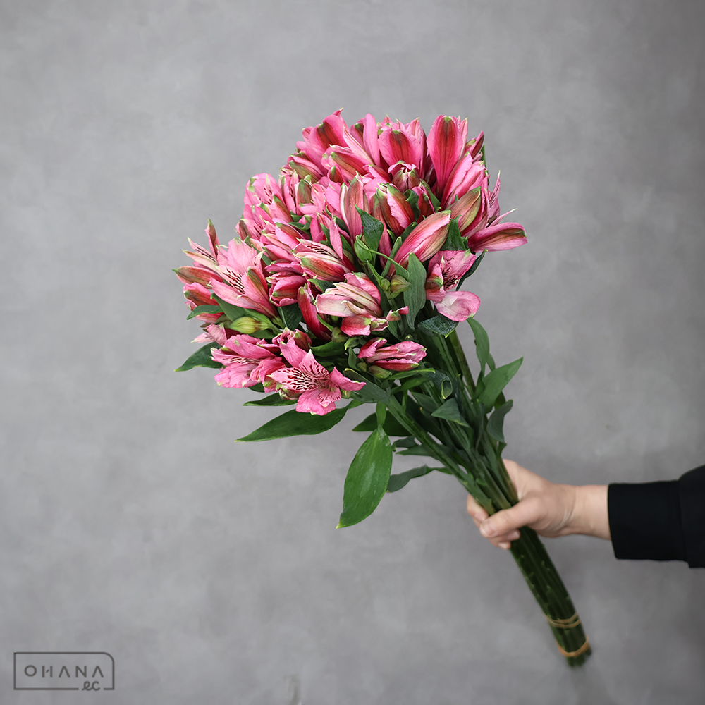 アルストロメーリア　エレガンスＰ Ａ 80cm ■発送時は75cm以下にカット