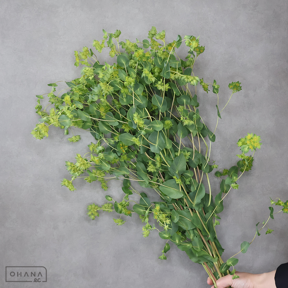 ブプレリウム グリーンゴールド　秀80CM  ■発送時は75cm以下にカット