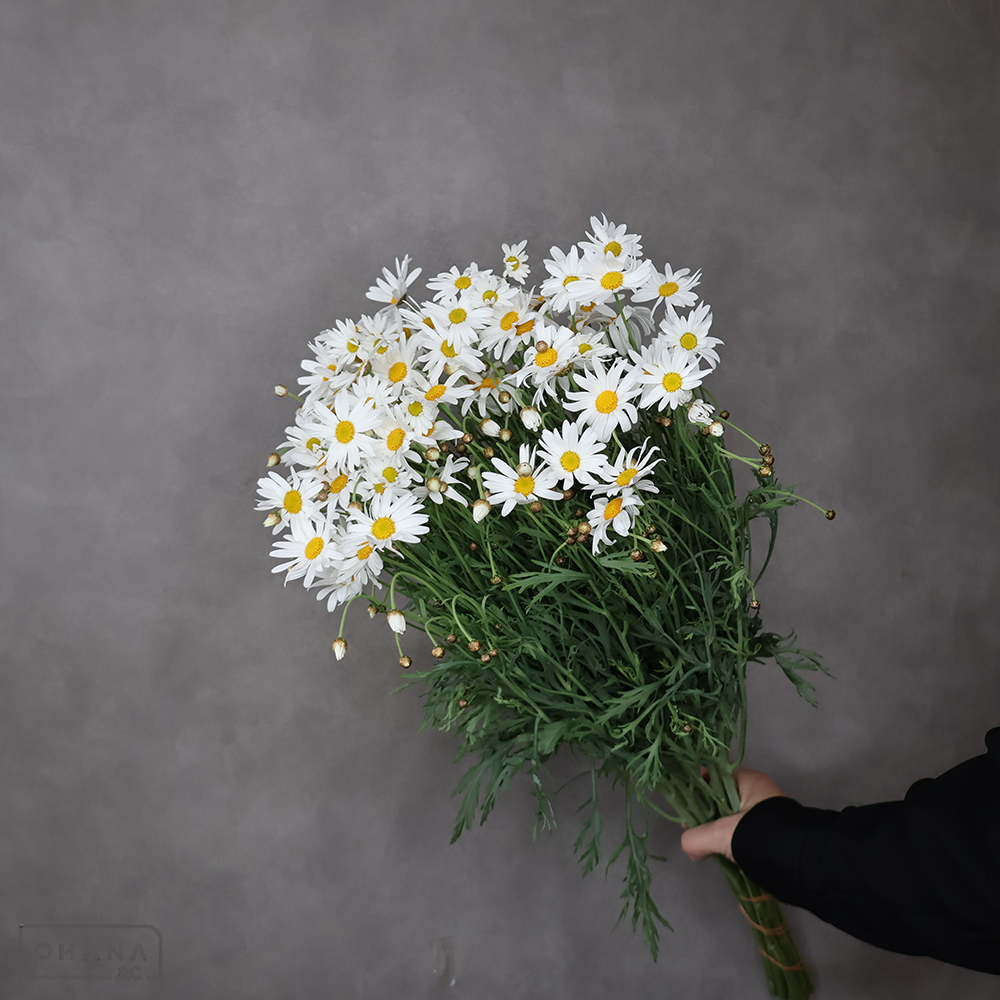 マーガレット 白　秀70CM