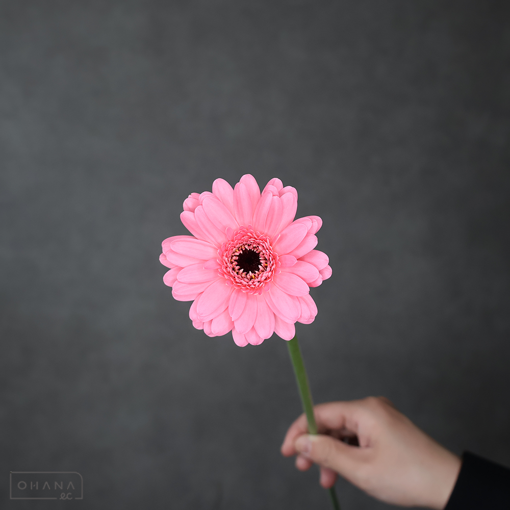 ガーベラ ミニＭＩＸ　秀２Ｌ②