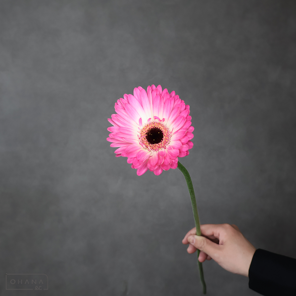 ガーベラ マンダラ　２Ｌ大輪 ※10本束