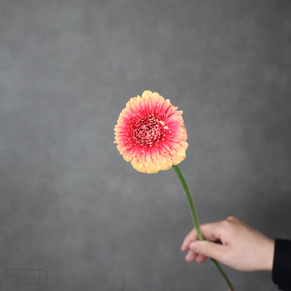 ガーベラ ビーカー　秀※10本束