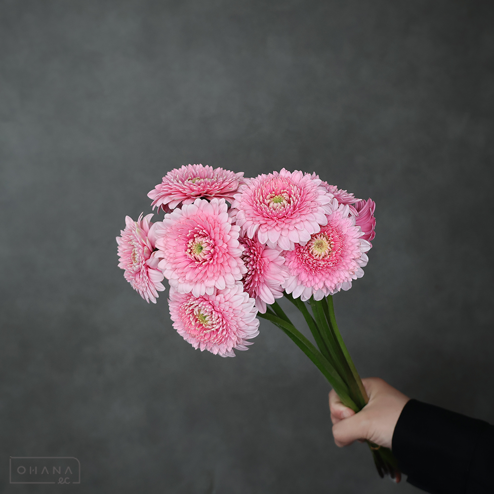 ガーベラ ポンポンＭＩＸ　秀Ｌ①※10本束