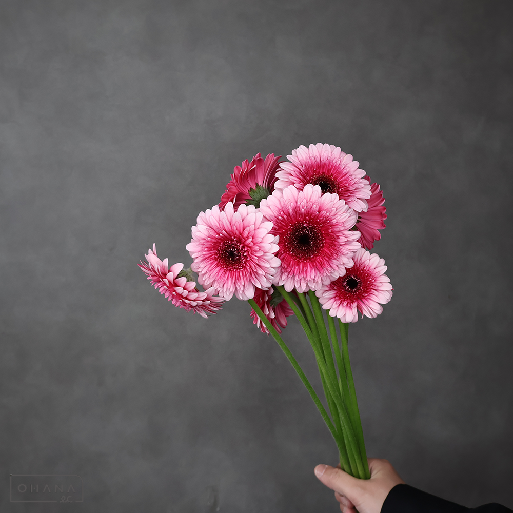 ガーベラ ポンポンＭＩＸ　秀Ｌ③※9本束