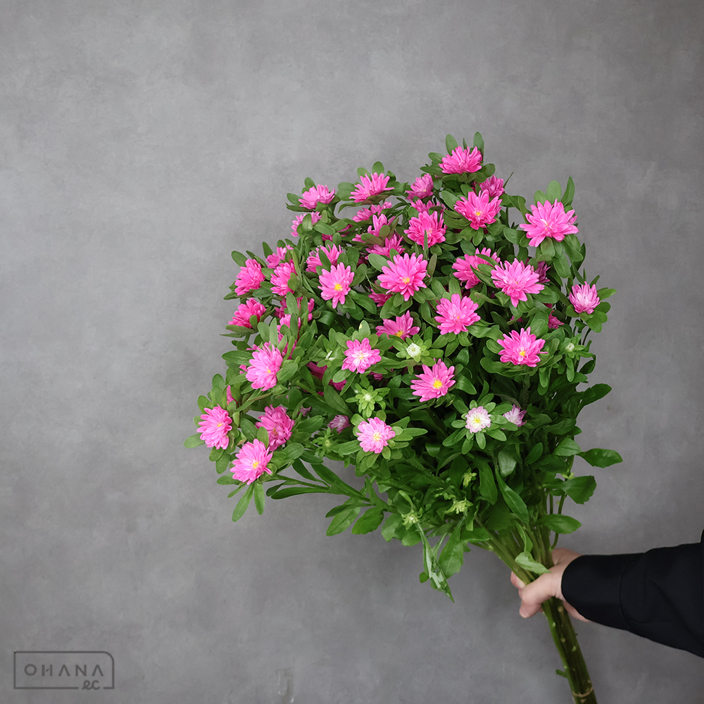 アスター　ステラピンク　秀70CM