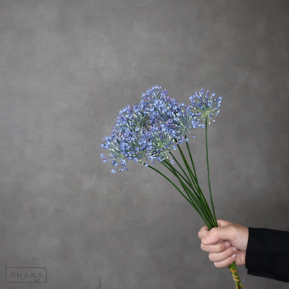 アリウム　ブルーパフューム　秀40CM