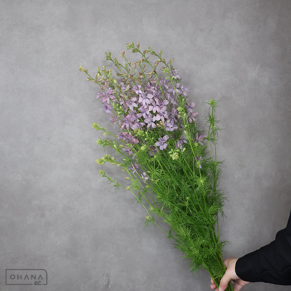 ラクスパー　ミスティラベンダー　秀80CM ■発送時は75cm以下にカット