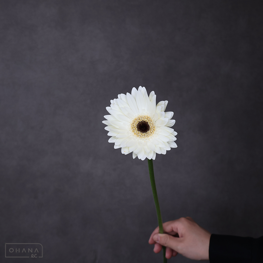 ガーベラ オーウェン＋　秀２Ｌ大輪※10本束