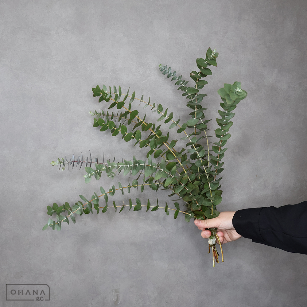 ユーカリ　銀世界　60-50CM