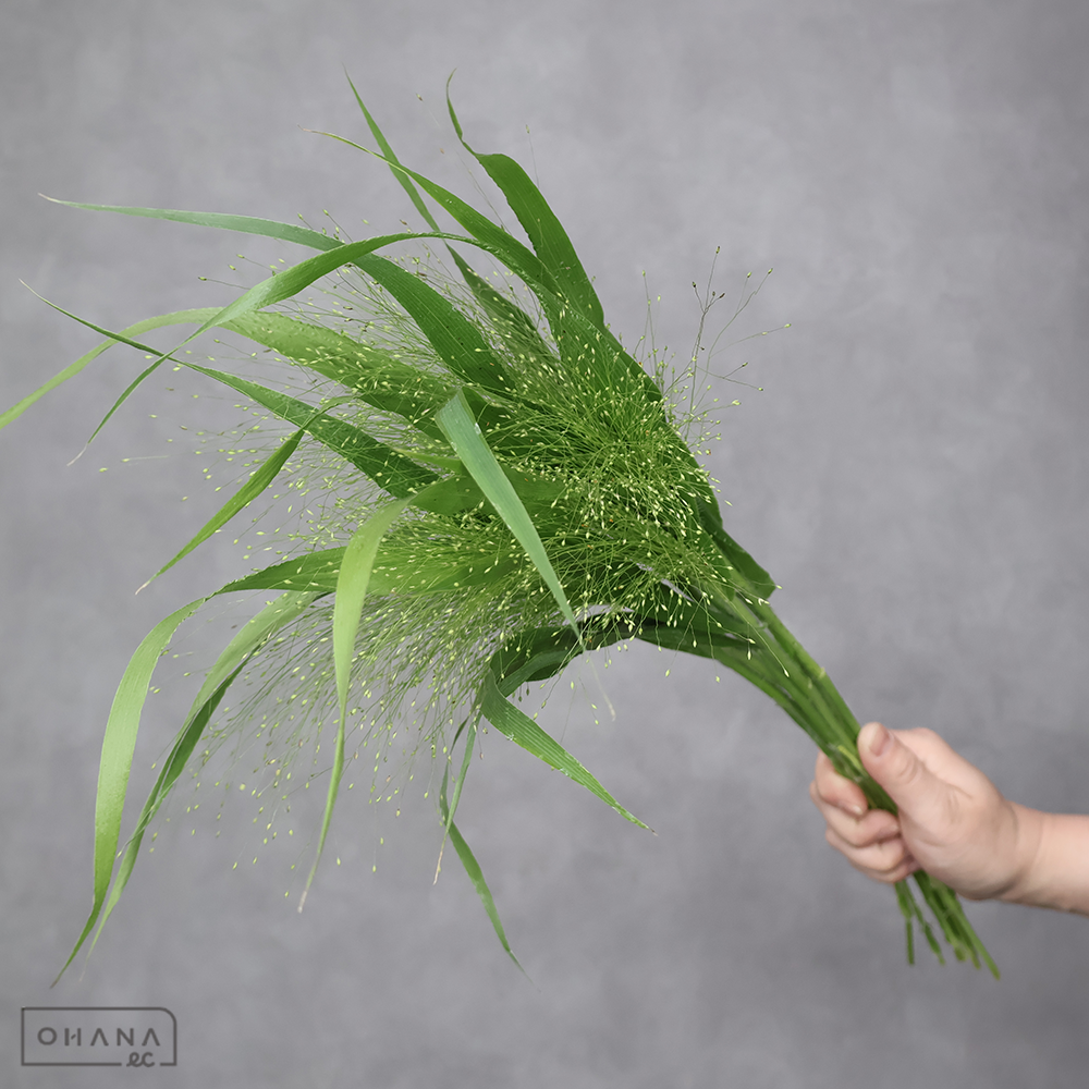 スモークグラス　秀 50cm