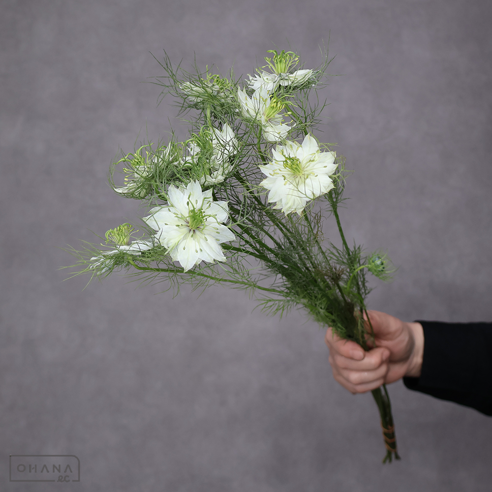 ニゲラ　ホワイト　秀 50cm