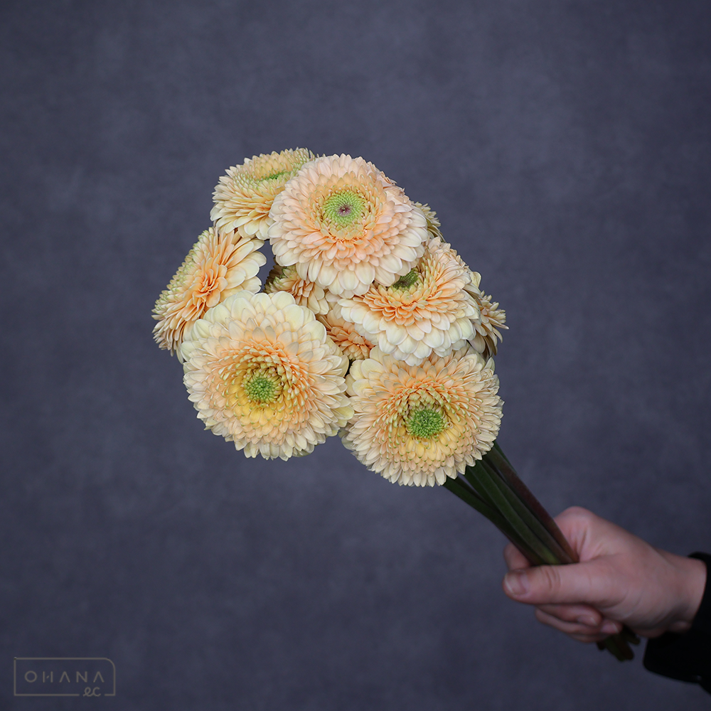 ガーベラ　サターンサターン　優 30cm