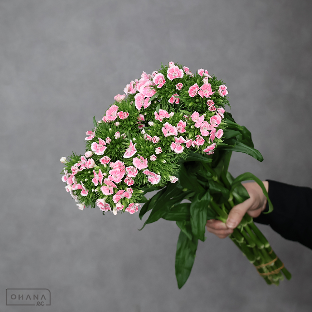 ダイアンサス　キウィポルカバレー　秀 50cm