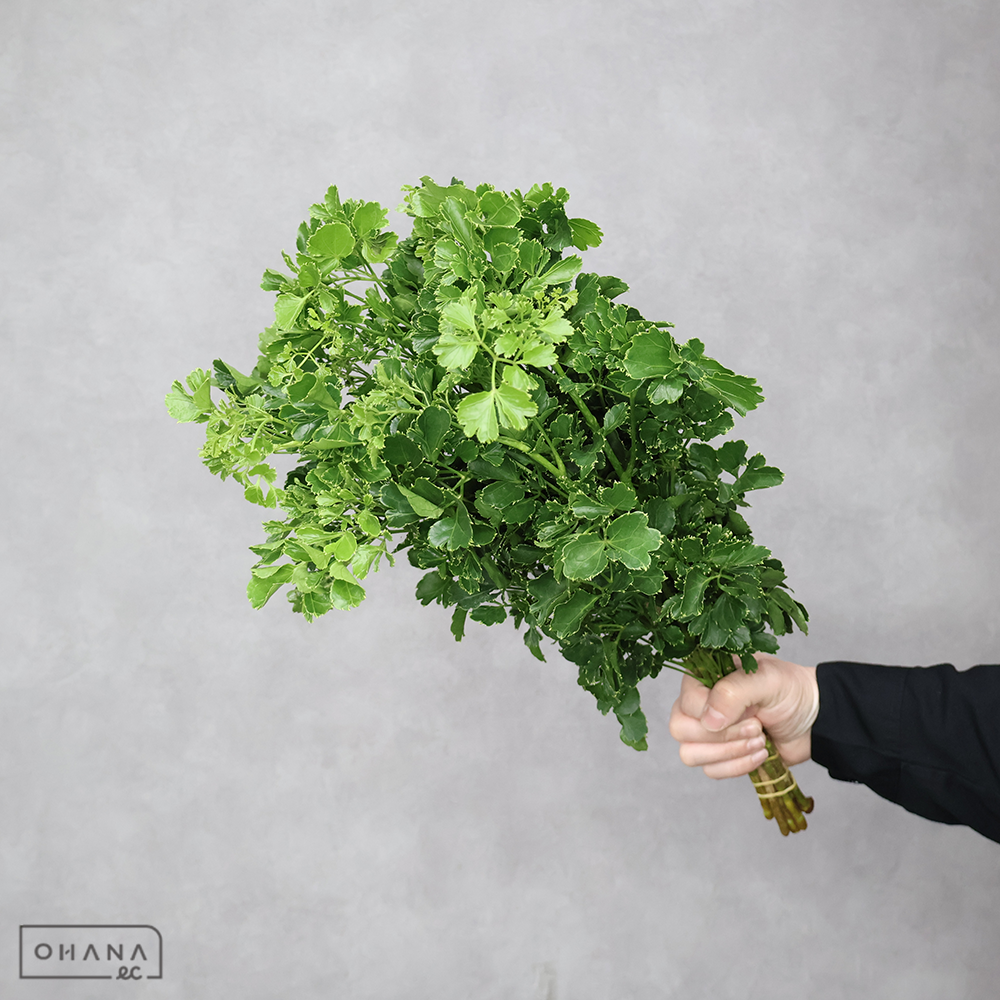 丸葉ポリシャス　 55-50