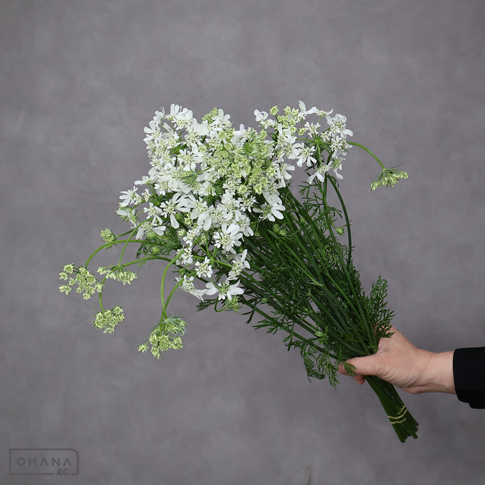 レースフラワー　オルラヤ　ホワイトフィンチ　秀 50cm