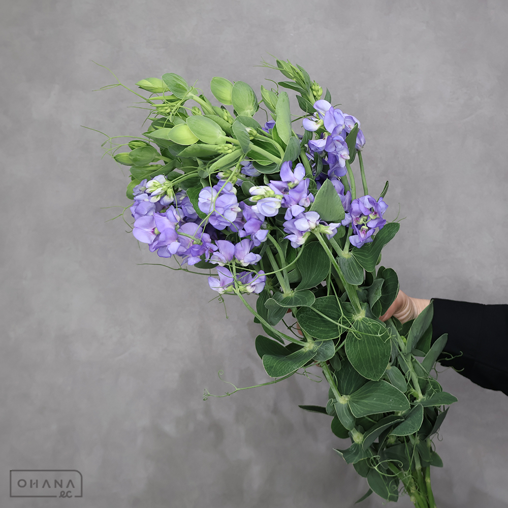 宿根スイトピー　ラピスブルー　秀 60cm