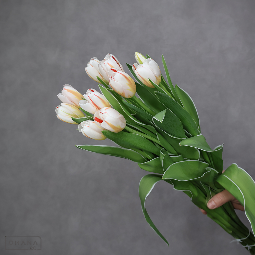 チューリップ複色　Ｈジェネレーション　秀2L