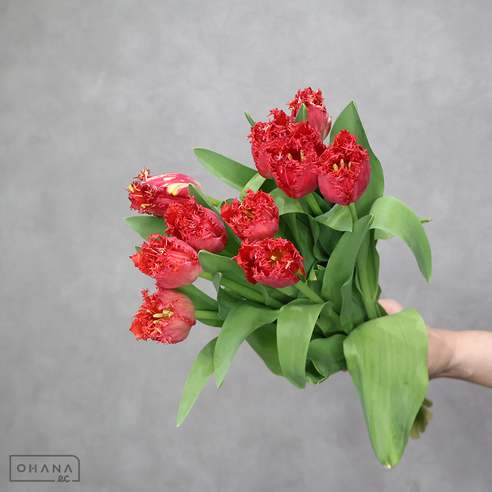 チューリップ赤　ベルサーチ　秀2L