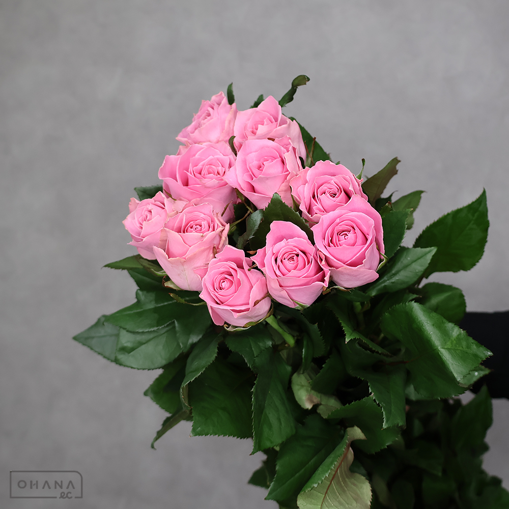 バラピンク　はんなり　秀 80cm ■発送時は75cm以下にカット