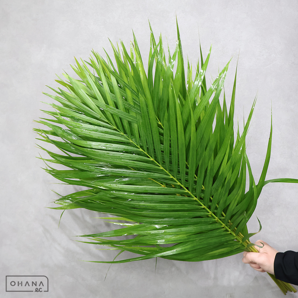 アレカヤシ　※15本束 80cm　■発送時は75cm以下にカット