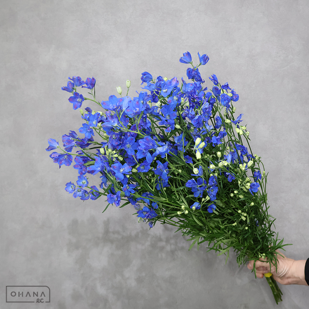デルフィニウム　スーパーグランブルー SP60cm
