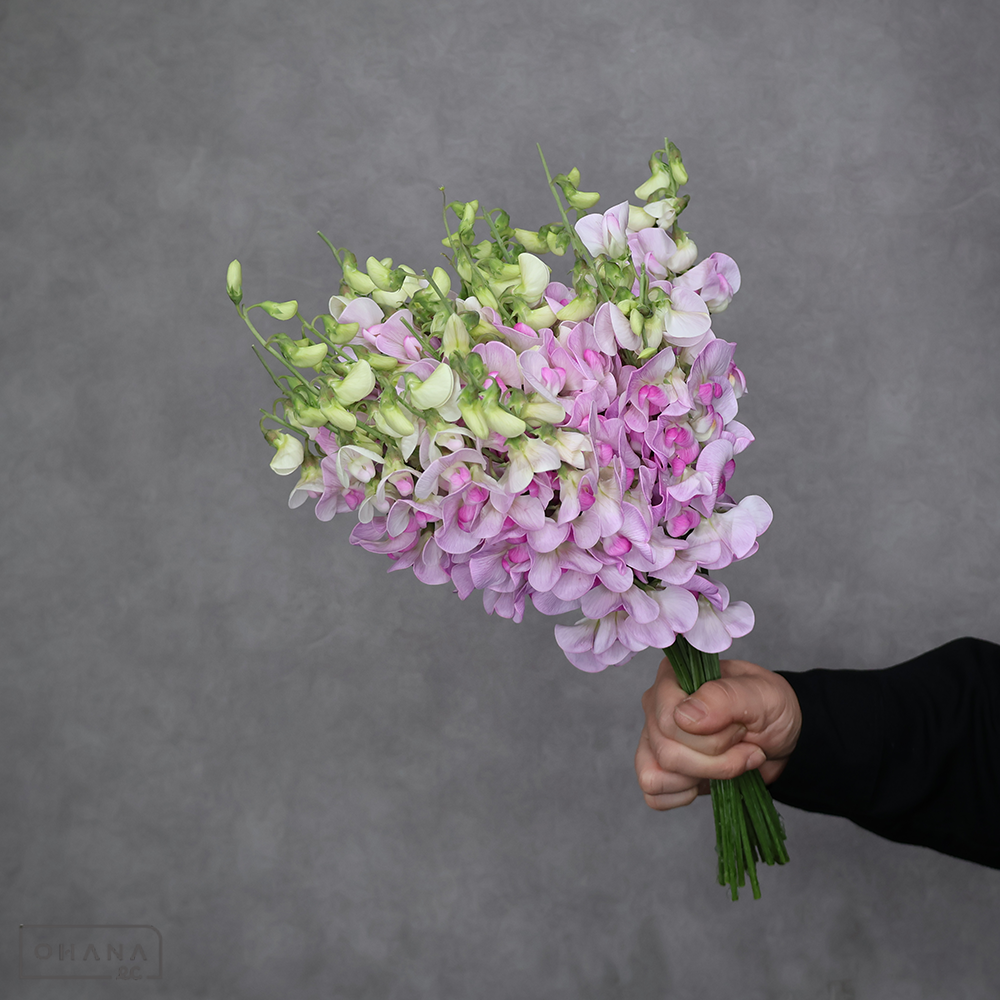 スイトピー 　宿根ピンク 特2L