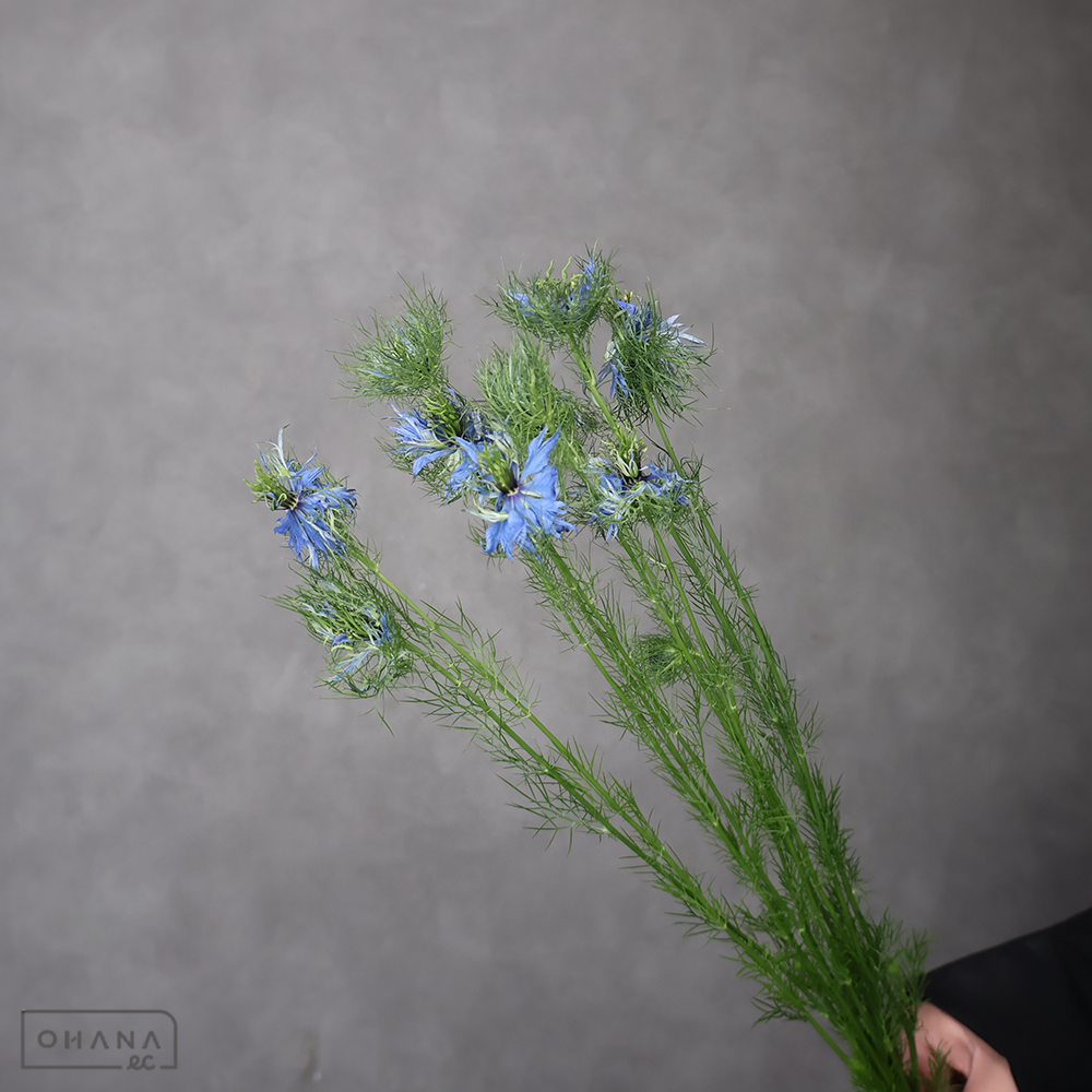 【SALE】ニゲラ　レースブルー　秀 50cm　※クレーム対象外