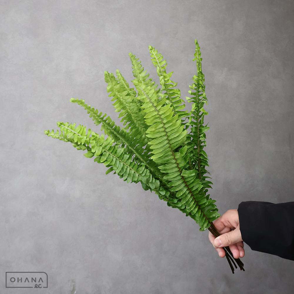 【SALE】玉しだ　AL　※クレーム対象外