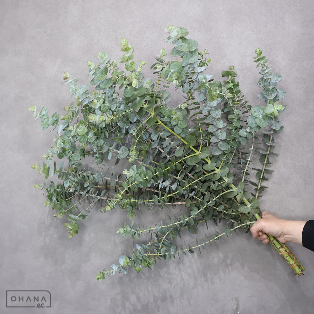 ユーカリ　銀世界  70cm