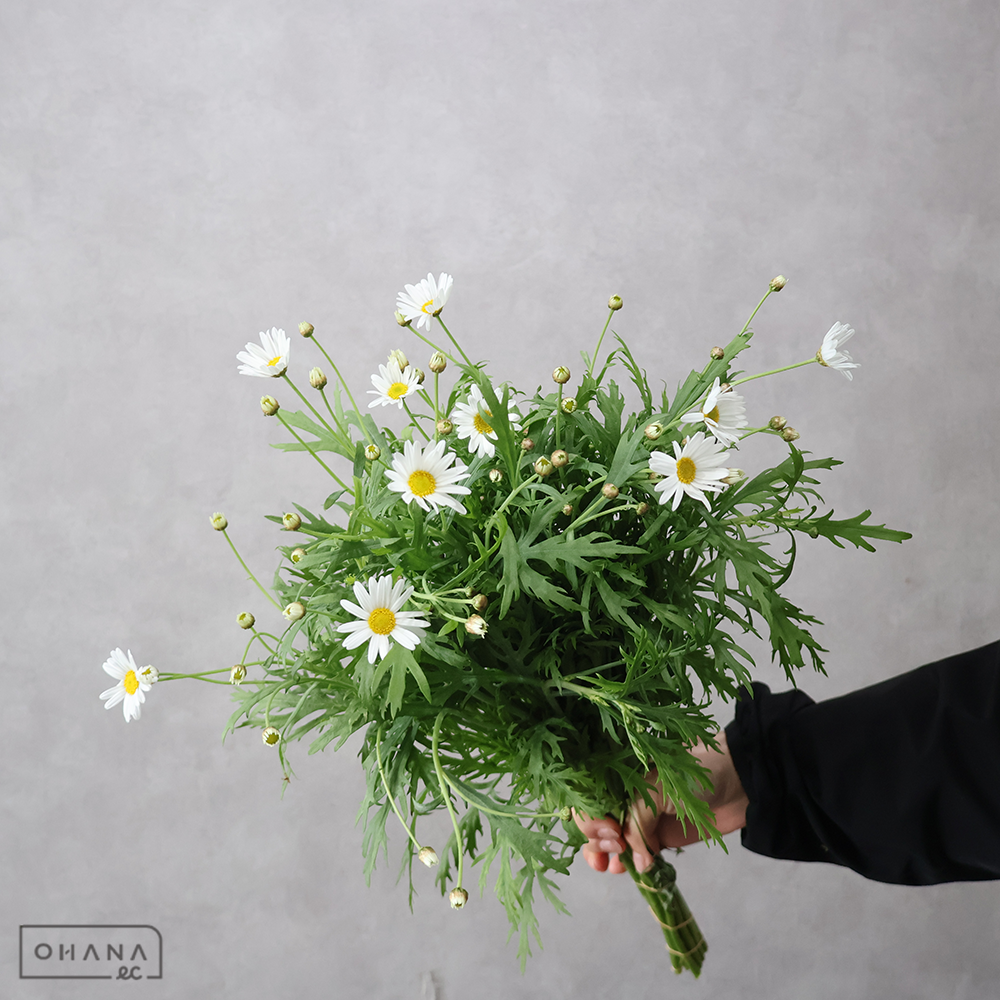 マーガレット 白  秀 50cm
