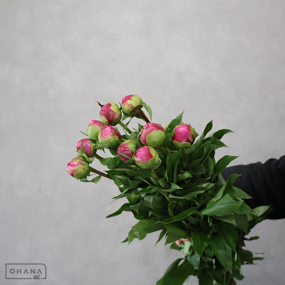 シャクヤクピンク　華燭の典　秀L