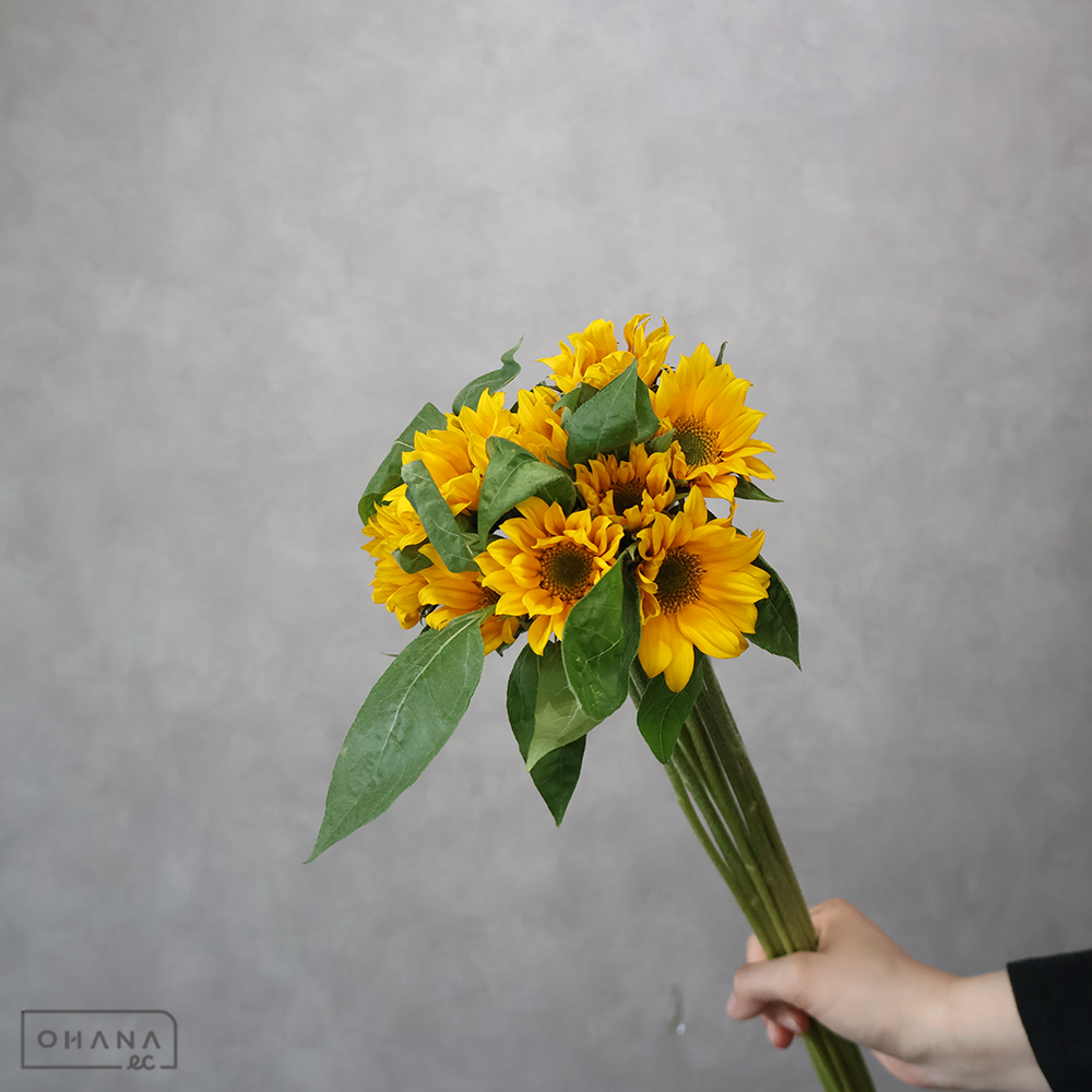ヒマワリ サンリッチＵＰ　フレッシュオレンジ　秀M 60cm