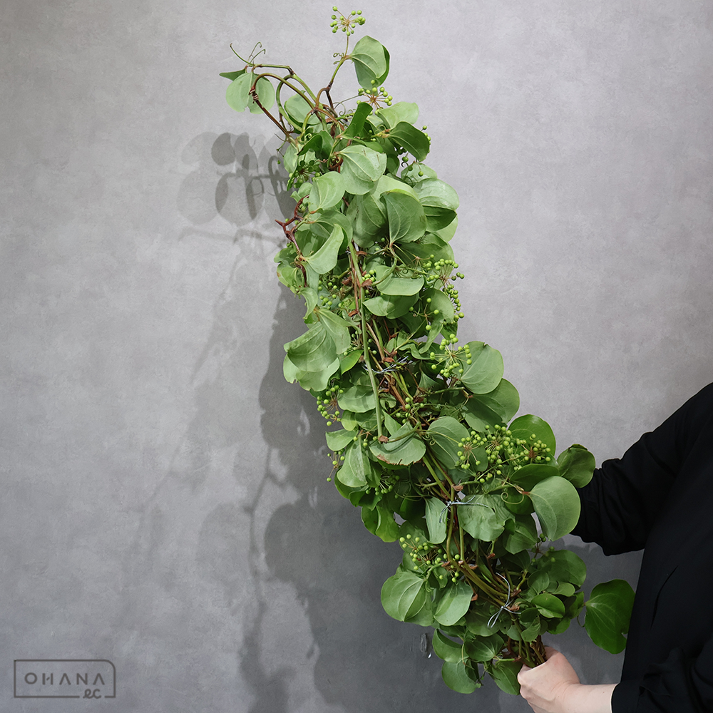 サンキライ　 約90cm■発送時は75cm以下にカット
