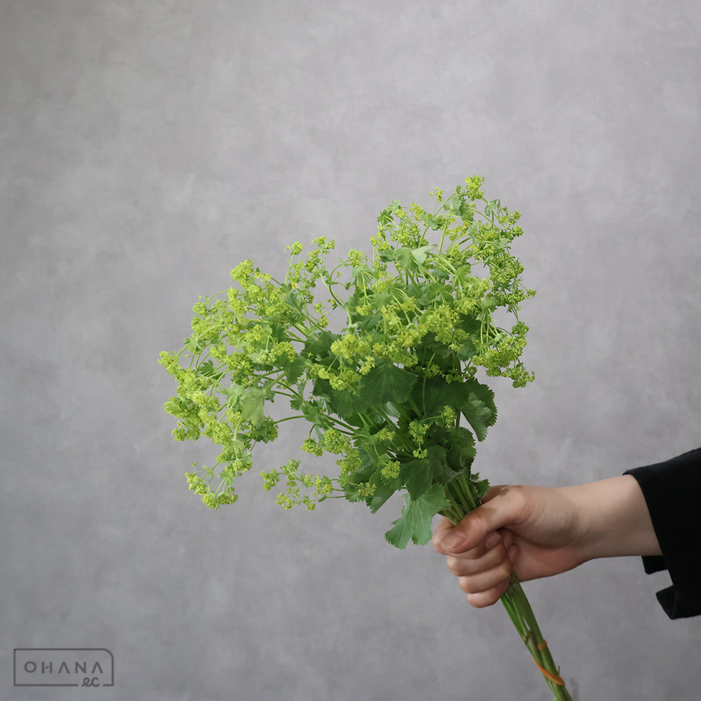 アルケミラ  モーリス 秀55cm