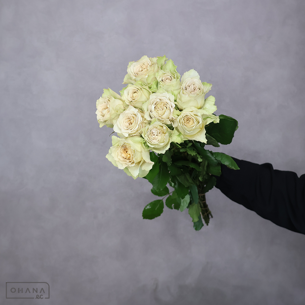 バラ　リテラチュール　 50-40cm