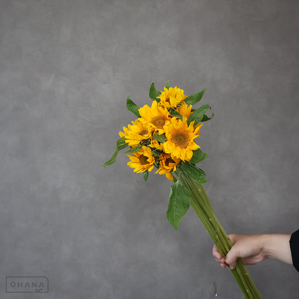 ヒマワリオレンジ　サンリッチＵＰ　フレッシュオレンジ　秀 70cm 花径6-8cm