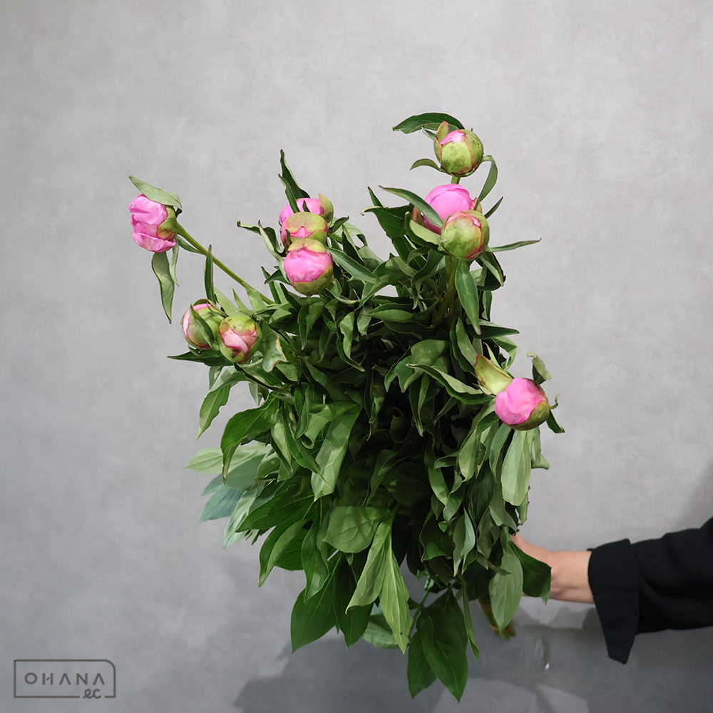 シャクヤク　ピンクパフェ　秀 70cm
